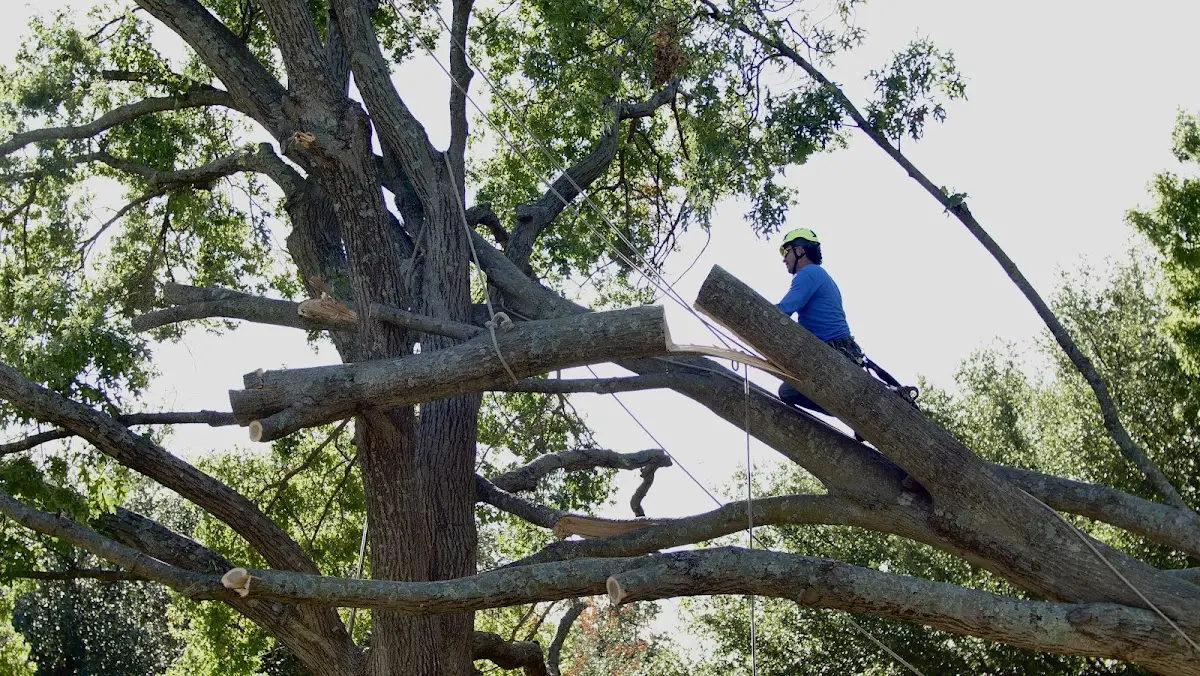 Professional Crown Thinning performed by certified arborists in Duff